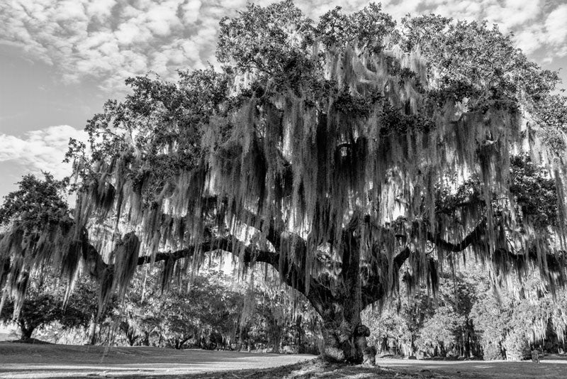 Black and white landscape photograph of a beautiful oak tree near the Atlantic coast of Georgia, not far from Savannah.
