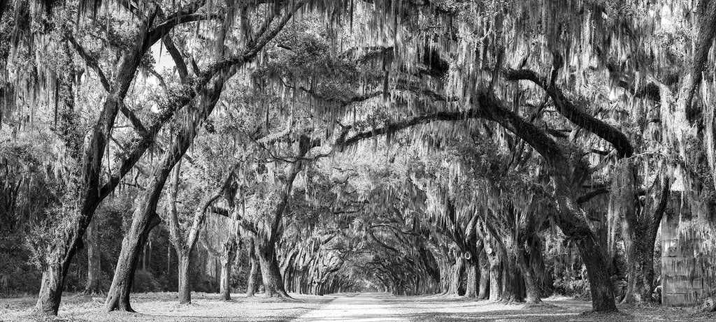 Black and white panoramic landscape photograph of a long road lined with oak trees draped with Spanish moss.