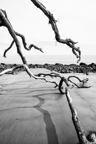 Black and white photograph of the Atlantic Ocean as seen from Driftwood Beach on Jekyll Island, Georgia. 
