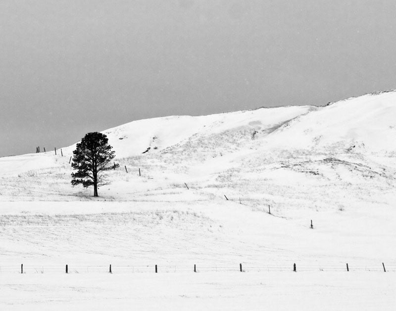 Black and white landscape photograph of a lone tree on a snow-covered Wyoming hillside.