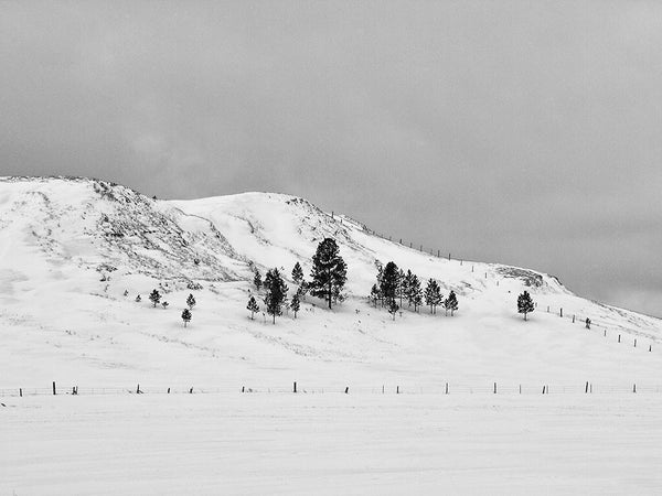Black and white landscape photograph of black trees on a steep, snow-covered hillside in Wyoming.