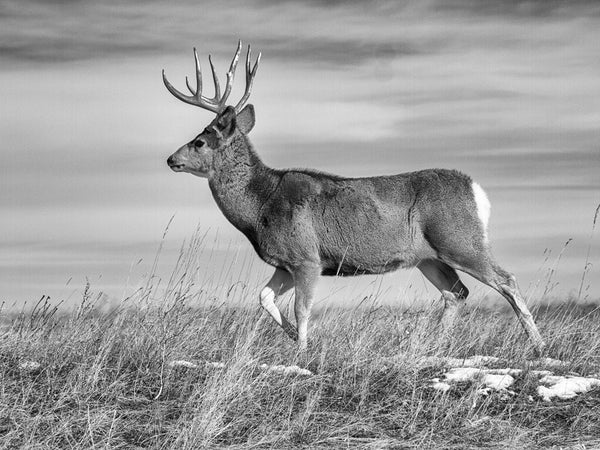 Black and white photograph of a deer cresting a ridge on the South Dakota grassland prairie