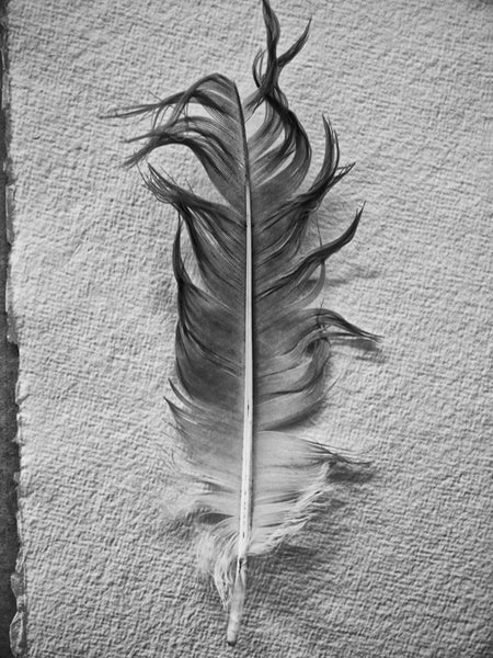 Quiet, peaceful, meditational black and white photograph of a found goose feather photographed on a background of textured watercolor paper.