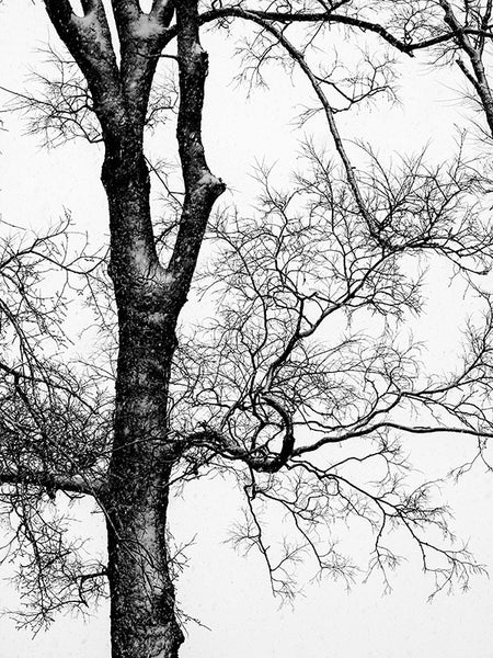 Black and white landscape photograph of a black, barren tree in winter.