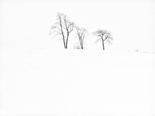 Black and white landscape photograph of three trees in an active snowstorm on a stark white hillside
