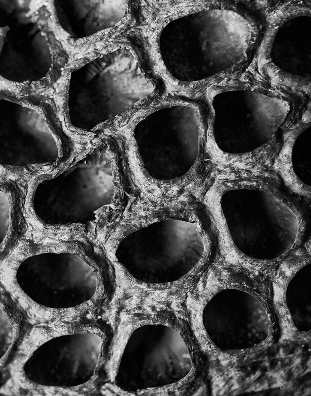 Black and white photograph of the strange, otherworldly holes in a dried American Lotus seed pod found on the shore of a lake.
