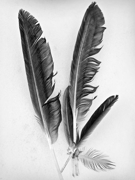 Black and white photograph of a grouping of fallen feathers photographed exactly how they were found on a layer of fresh snow.