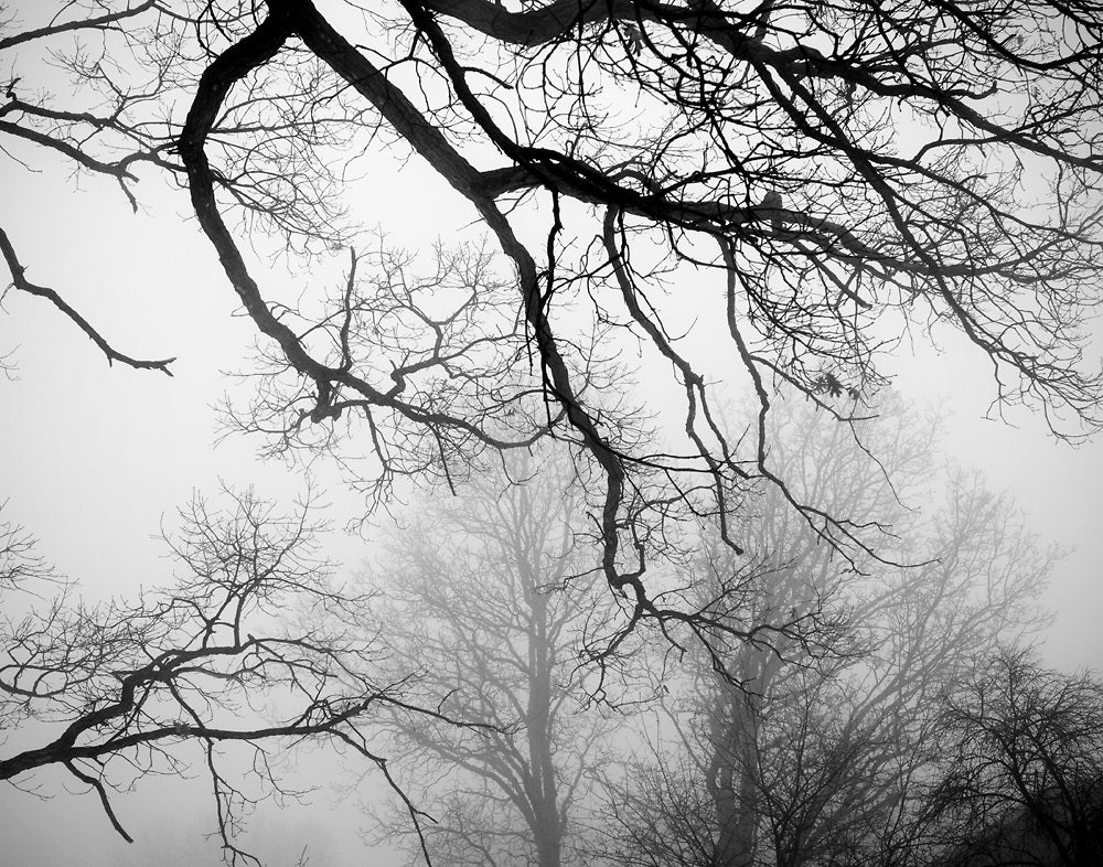 Black and white photograph of barren, black tree branches fading into a moody, foggy sky.