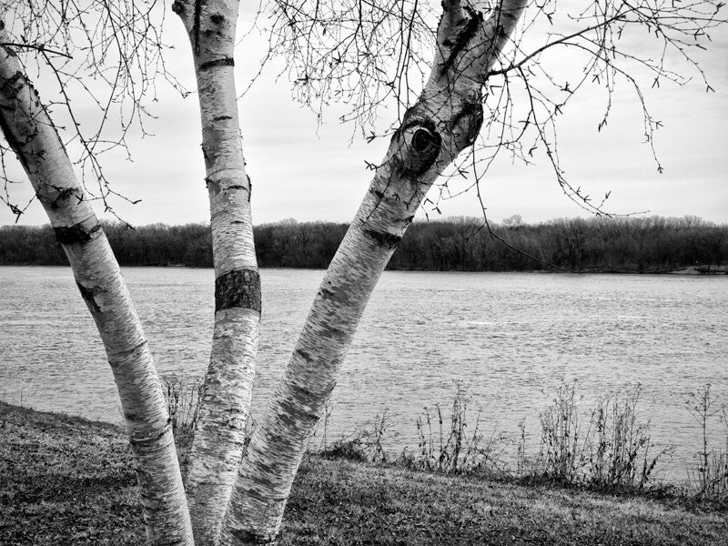Black and white photograph of a birch tree along the Mississippi River in Minnesota, with Wisconsin on the other bank.