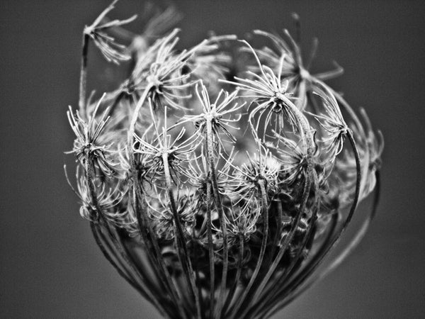 Black and white macro photograph of a seed head on the barren winter prairie in the American midwest.