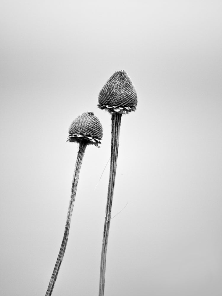 Black and white minimalist landscape photograph of two plant stems against a gray winter sky.