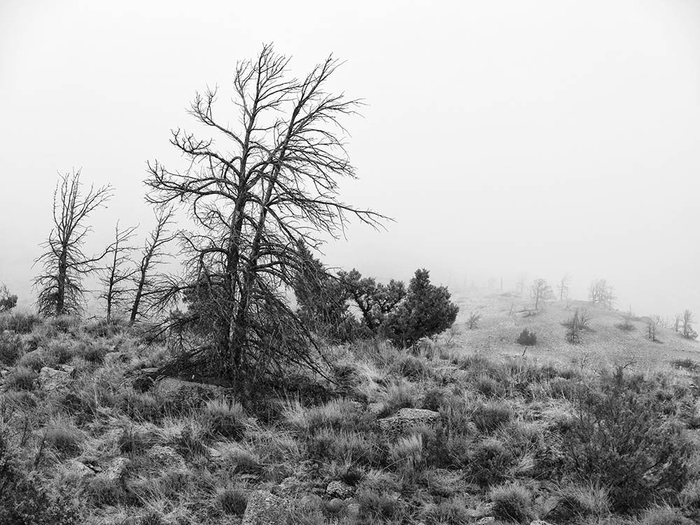 Black and white winter landscape photograph of a hillside in Wyoming, with a snowfall just beginning.