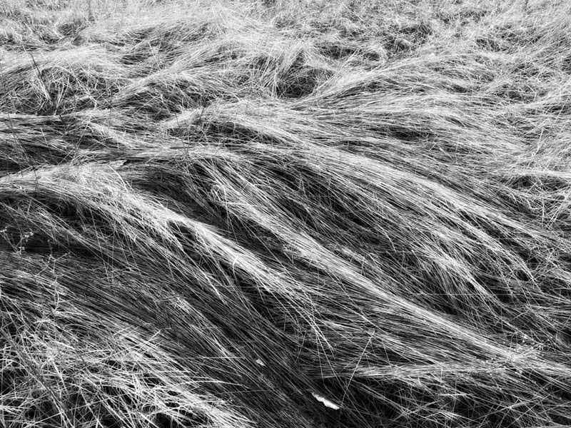 Black and white fine art photograph of tall grasses in Montana swept into a beautiful natural composition by the elements.