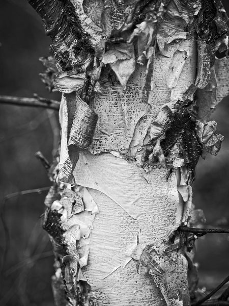 Black and white detail photograph of a beautifully textured and layered paper birch tree.