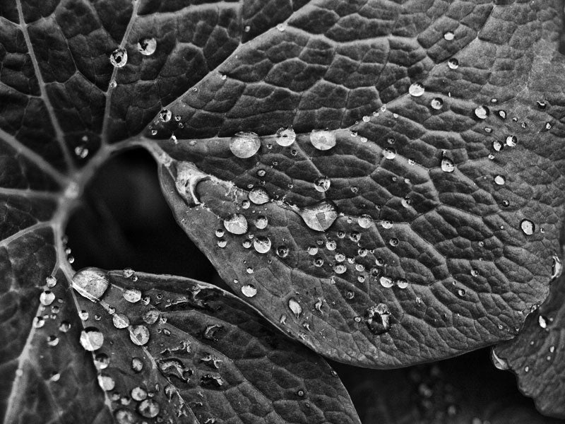 Black and white macro photograph of raindrops on a fresh spring leaf, in the soft light of early morning.