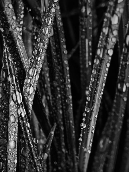 Black and white photograph close-up of blades of grass sprinkled with sparkling morning dew drops.