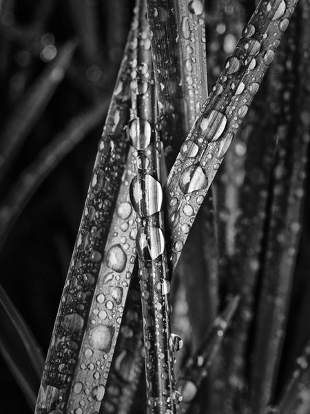 Black and white close-up photograph of blades of grass splashed with bright, sparkling morning rain drops.