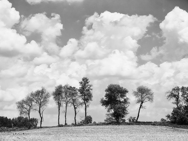 Black and white landscape photograph of a plowed field, with a row of barrier trees glistening in the sunshine, before a bank of beautiful tall clouds