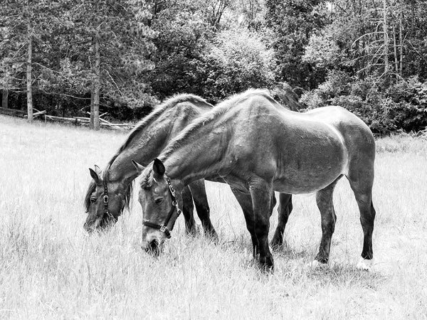 black and white photograph of grazing horses in a lush pasture