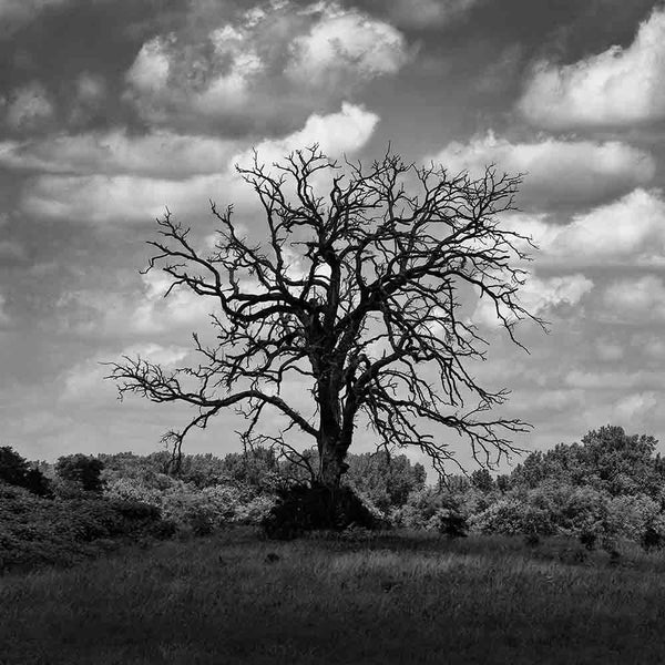 Black and white landscape photograph of big, dead cottonwood tree on a hilltop, darkened by the shadow of a passing cloud. (Square format)