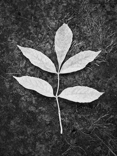 Black and white photograph of a branch with an arrangement of five leaves, lying against the dark ground where it has fallen.
