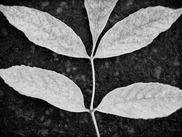 Black and white photograph of a branch with five leaves, tightly cropped to create an interplay with the negative shapes of the dark background.
