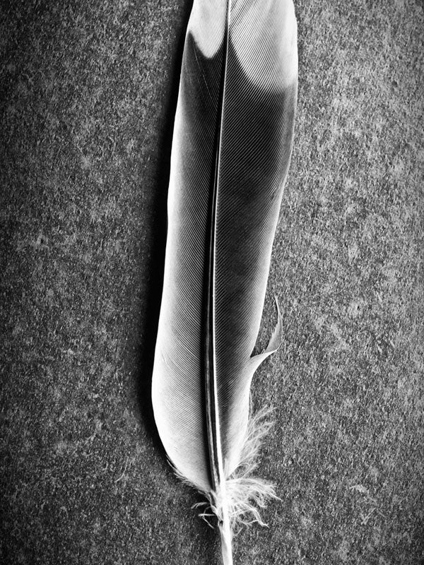 Black and white macro photograph of a white-tipped feather on a background of black slate.