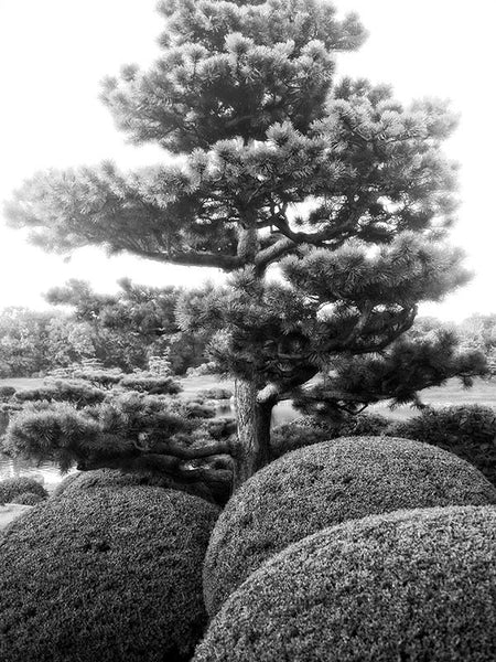 Black and white photograph of a pine tree and sculpted round shrubs in the Japanese Garden at Chicago Botanical Garden, dreamlike in this light.