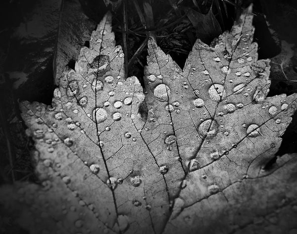 Black and white close-up photograph of sparkling rain drops magnifying the veins on a fallen autumn leaf.