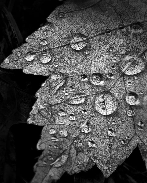 Black and white photograph of rain drops magnifying the veins on a fallen autumn leaf.
