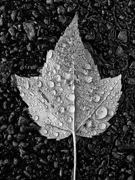 Black and white photograph of a fallen yellow leaf covered in fresh, sparkling rain drops. This photograph appeared on the big screen in the December 2016 Hollywood movie "Why Him?" starring Bryan Cranston, James Franco, Zoey Deutch, and Megan Mullally.
