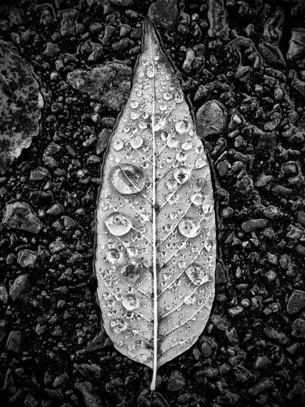 Black and white photograph of a fallen leaf covered in fresh, sparkling rain drops. This photograph appeared on the big screen in the December 2016 Hollywood movie "Why Him?" starring Bryan Cranston, James Franco, Zoey Deutch, and Megan Mullally.