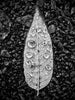 Black and white photograph of a fallen leaf covered in fresh, sparkling rain drops. This photograph appeared on the big screen in the December 2016 Hollywood movie "Why Him?" starring Bryan Cranston, James Franco, Zoey Deutch, and Megan Mullally.