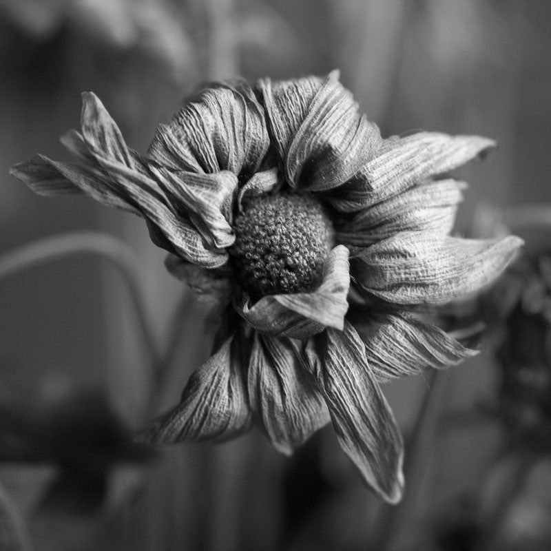 Black and white photograph of the textured and wrinkled petals of a dead flower. Square format - available in two sizes only.
