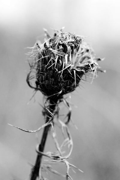 Black and white photograph of a thistle on a dark, gloomy day.