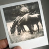 Original polaroid photograph of grazing horses by Keith Dotson, shown without the mat