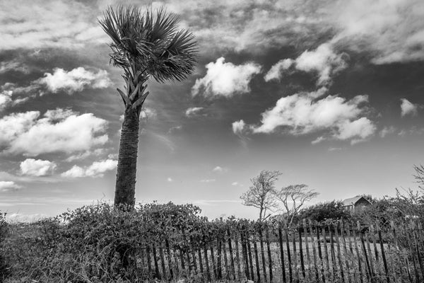Black and white photograph of a palm tree and beach fence with clouds overhead at Sullivan Island in Charleston, South Carolina.