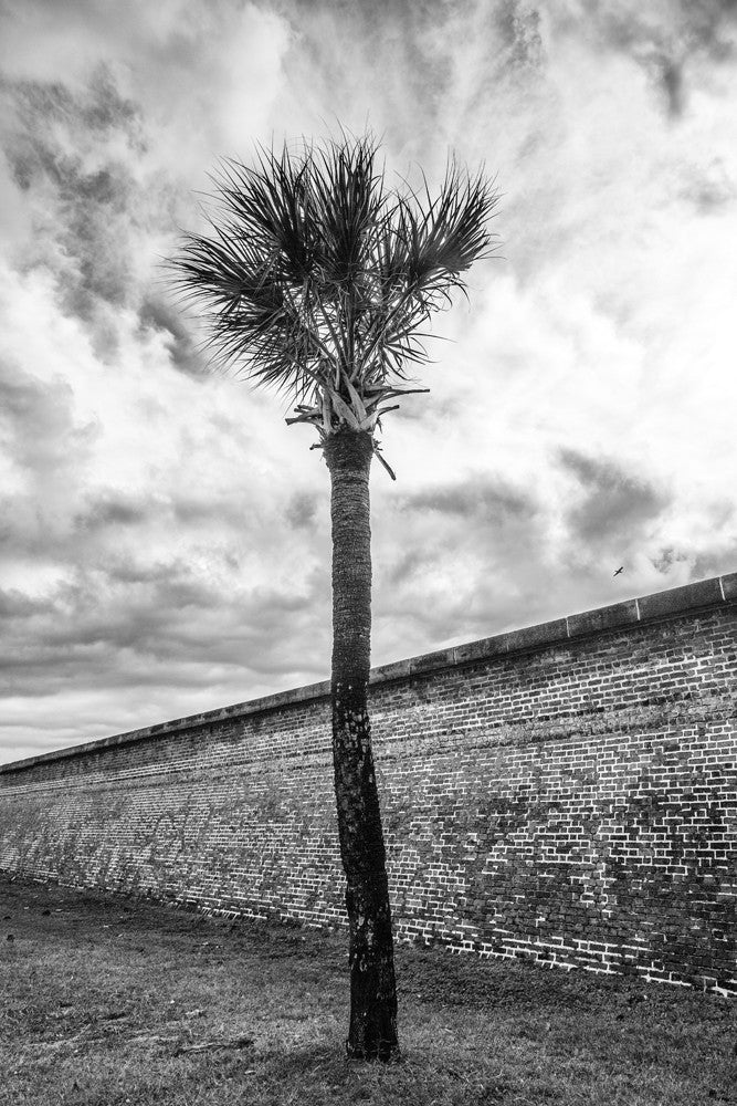 Black and white photograph of a single palm tree on a cloudy day, near the big stone wall at Fort Moultrie in Charleston.