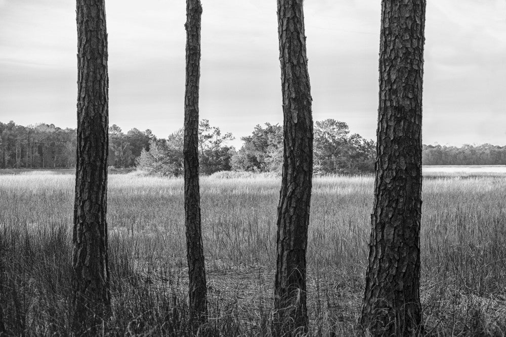 Black and white landscape photograph of four parallel trees dissecting a marsh landscape near Charleston, South Carolina.