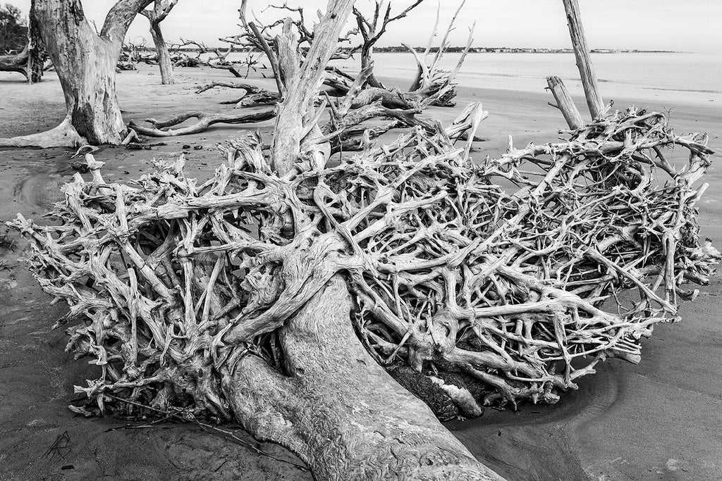 Black and white landscape photograph of the intricate root bed of a fallen tree, and other dead trees scattered along surreal Driftwood Beach on Jekyll Island, Georgia.