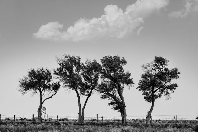 Black and white landscape photograph of four scrubby, windblown trees along a fence line in the Texas Panhandle.