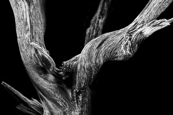 Black and white photograph of a textured desert tree on a dramatic black background, photographed in the desert of Utah.
