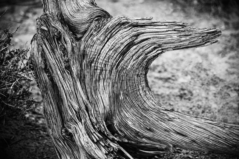 Black and white landscape photograph of twisted, textural dried tree in the desert of Utah.