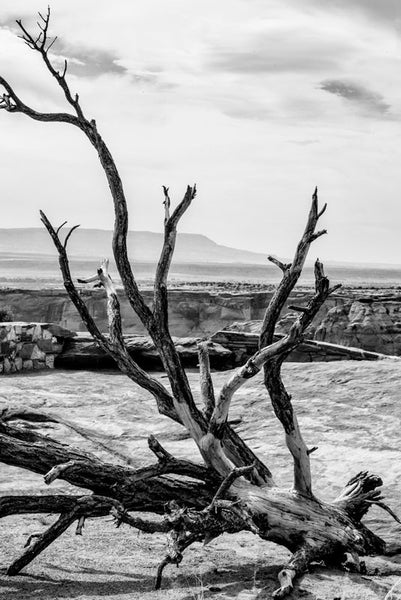 Black and white landscape photograph of Canyon de Chelly in Arizona, featuring a beautifully expressive fallen tree on the canyon rim.