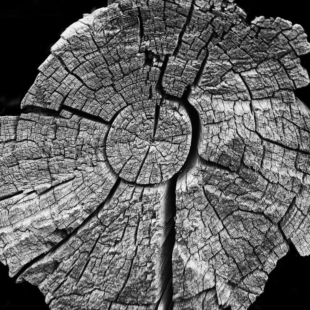 Black and white photograph of tree rings on a cracked and weathered old tree at Mesa Verde Cliff Dwellings in Colorado. The tree rings reminded me of a map of time, appropriate for a place that still holds the homes and artifacts of ancients who lived there a thousand years ago.
