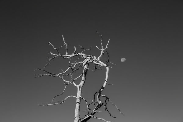 Black and white photograph of an old tree with gnarled branches reaching into a deep blue Colorado sky with the moon overhead