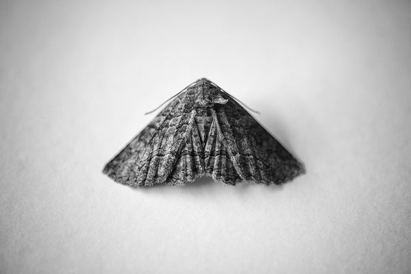 Black and white macro photograph of the details in the beautiful wings of a moth set on a white background.