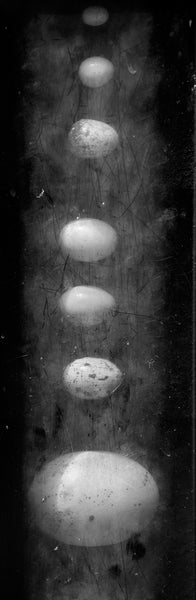 Black and white photograph of a row of bird eggs of various sizes and breeds displayed under a grimy plate of plexiglas.