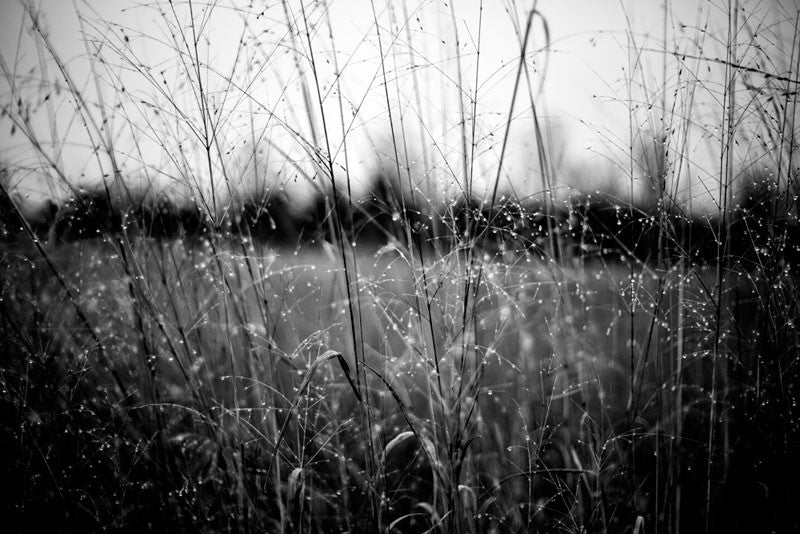 Black and white landscape photograph of tall grass with sparkling raindrops on a dark and gloomy day.