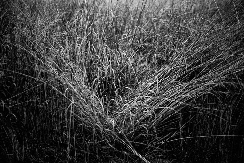 Black and white landscape photograph of grass naturally formed into a triangular shape. This intimate landscape photograph concentrates on texture, light, and composition over other more typical landscape elements.